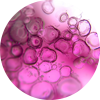 Hormonal & Melanocortin Research